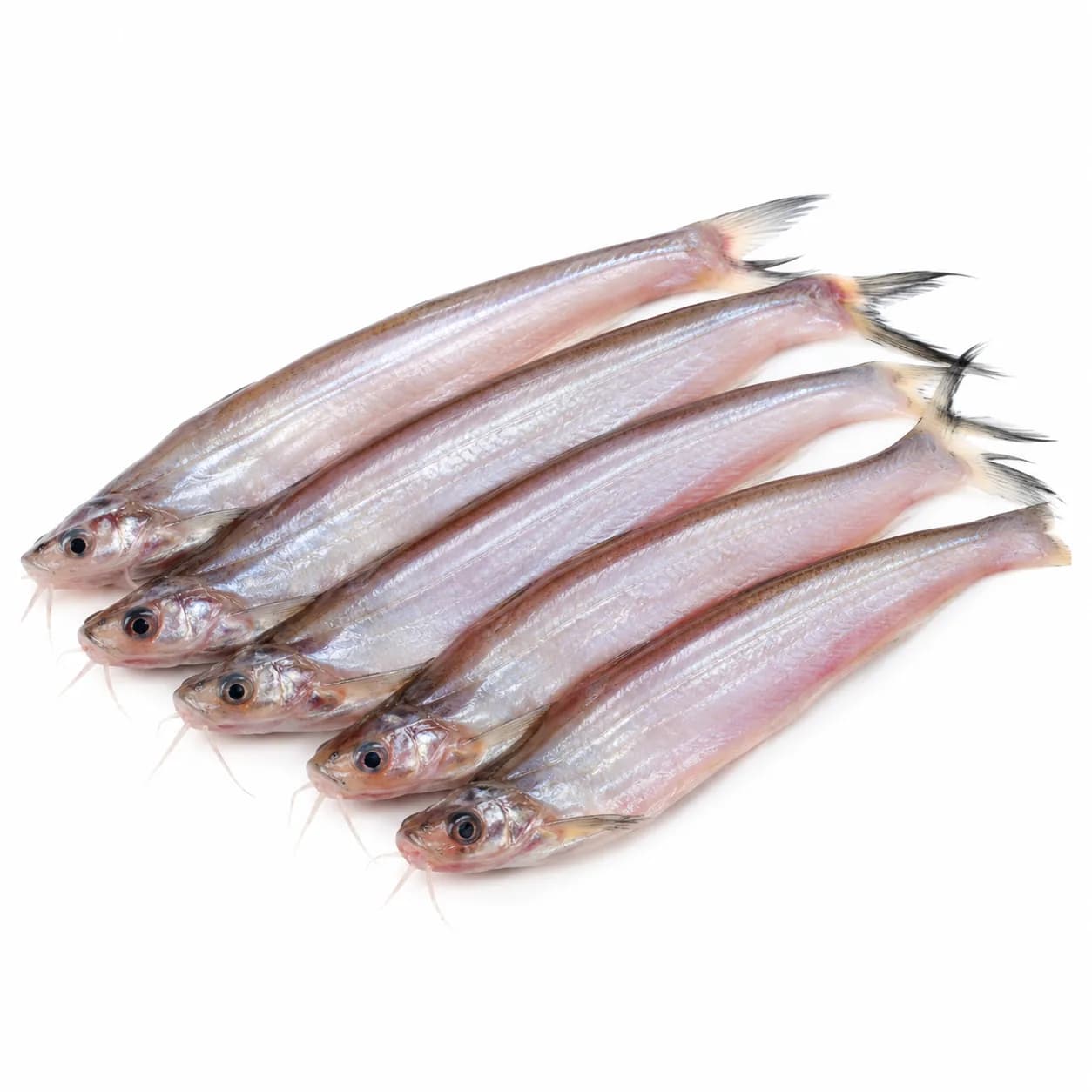 Kajuli Fish