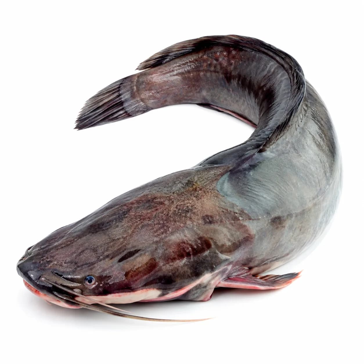 Magur Fish