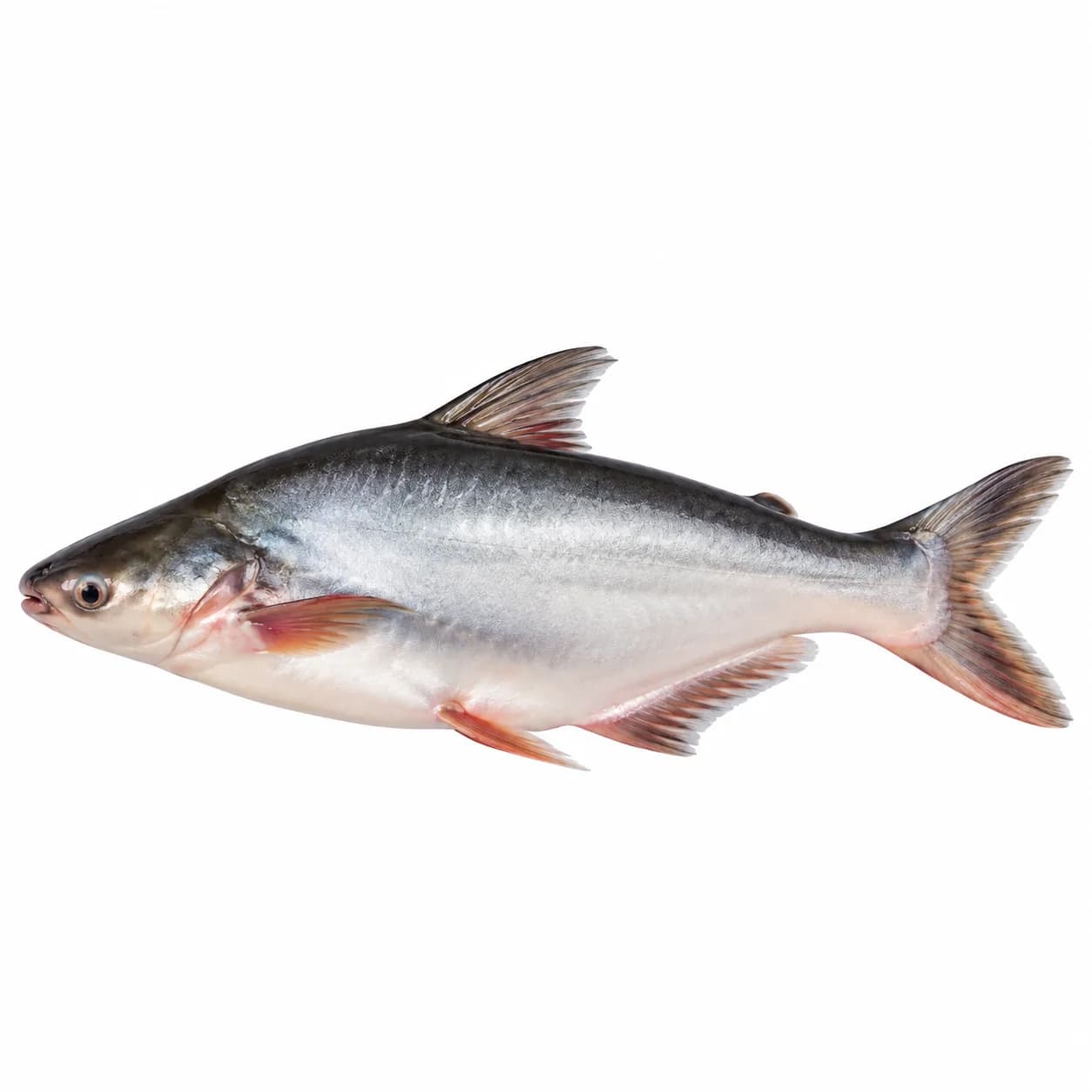 Pangash Fish