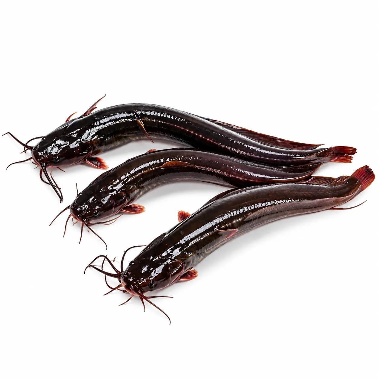 Shing Fish